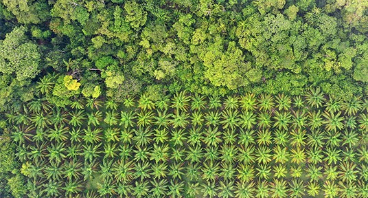 Plantation de palmiers à huile en Malaisie